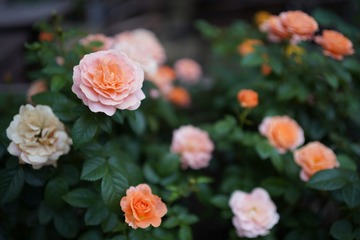 42E7C3AB-9254-4E38-BBEE-1603E5B50D81/L0/001