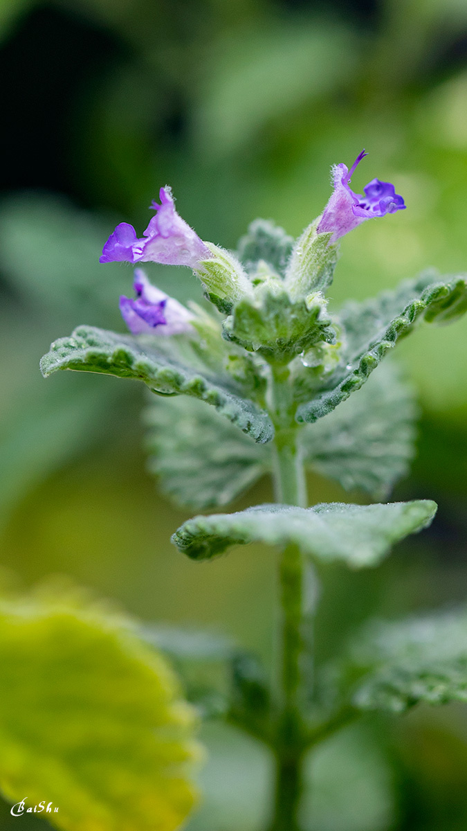 生机勃勃的薄荷花