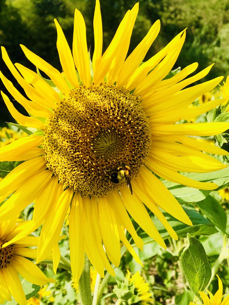 阳光下的向日葵?显得更加美好. 太阳花的寓意,一直都是那么的正能量.