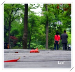 Leaf