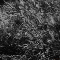 DSCF9584_