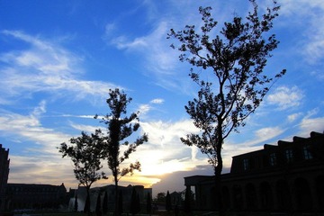trees & blue sky