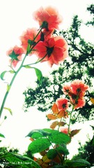 flower