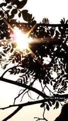 star in the sun