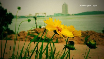 flower & city