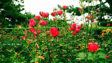 fzl flower