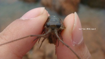 sea cockroach