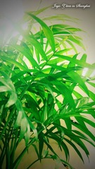 plants stand jus in front of my