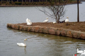 Unknown Birds