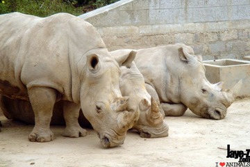 Rhinoceros simus