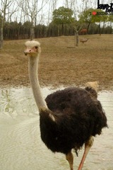 Ostrich