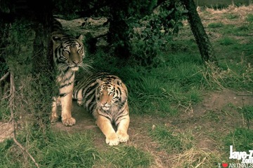 Tiger Couples