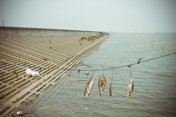 咸鱼 salted fish