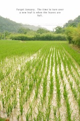田
