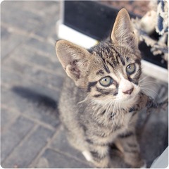 miao~