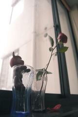 today's red rose's day