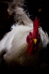 some ppl sell chickens