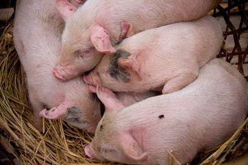 or some pigs.