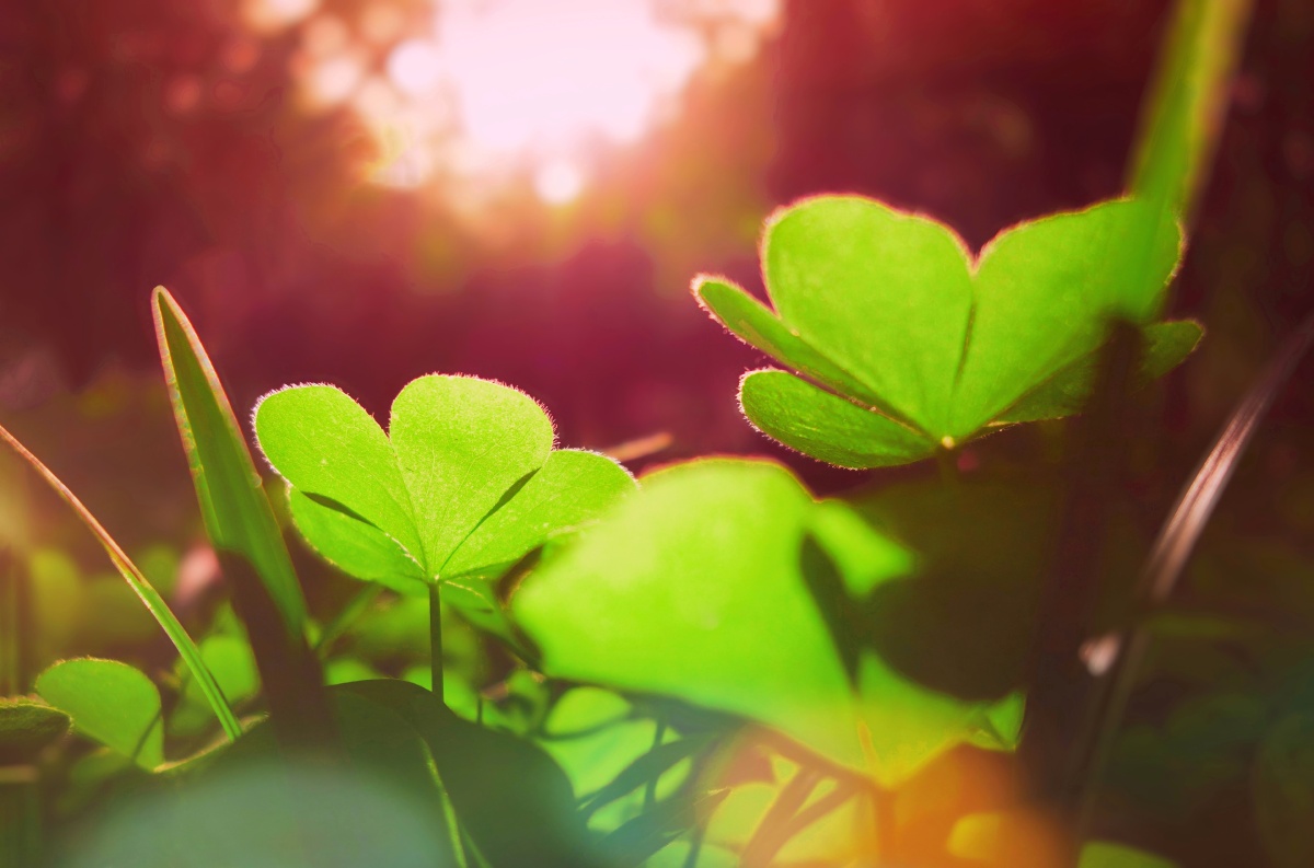 初夏的阳光如蜜般洒在三叶草上而我在为你寻找那片幸运的四叶草