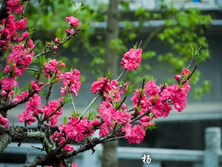 P1020506