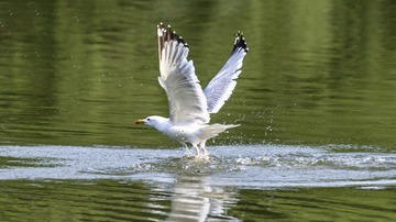 1458