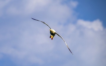 1445