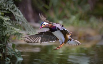 1117