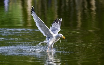 1454