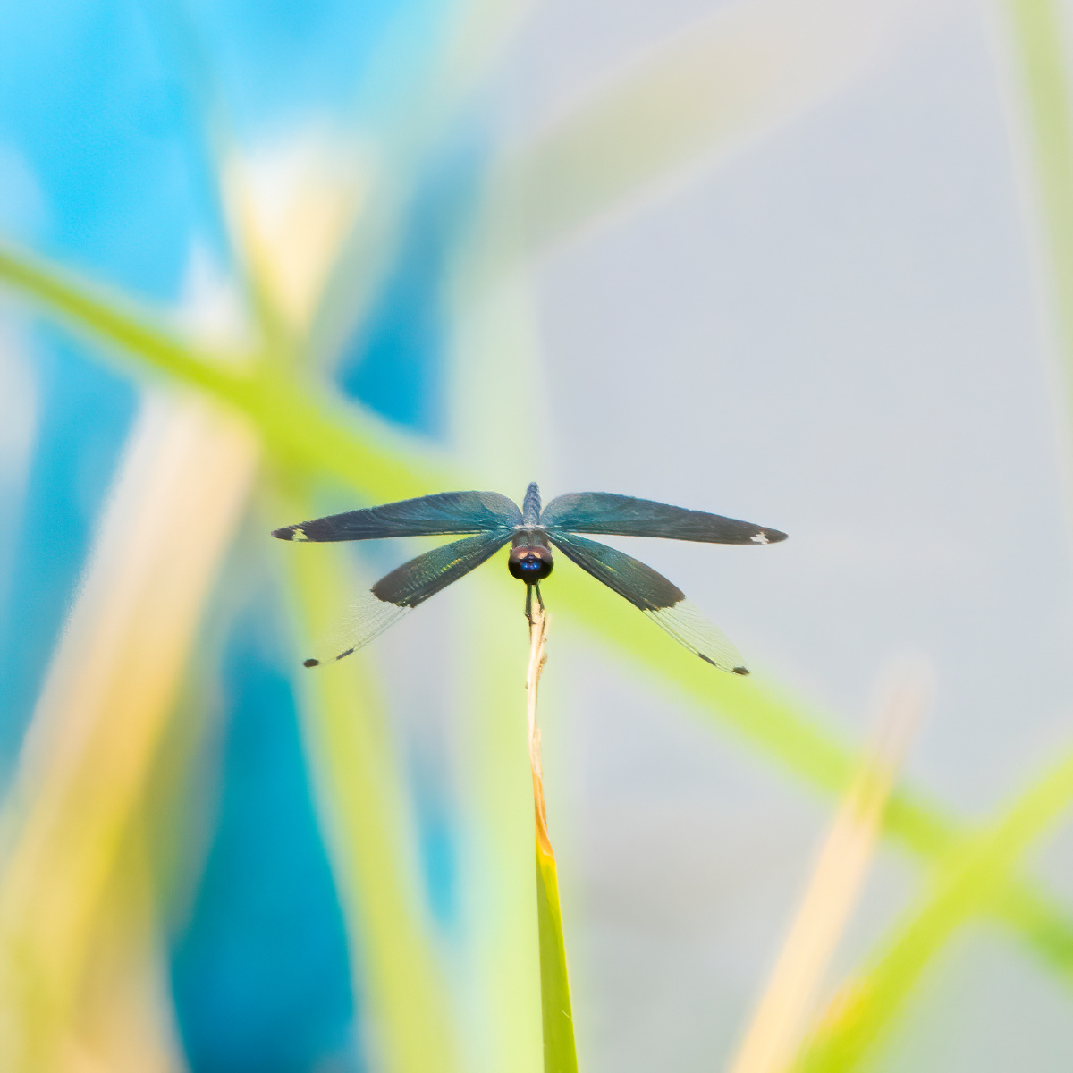黑蜻蜓不知道什么品种小时候都叫它黑老婆儿