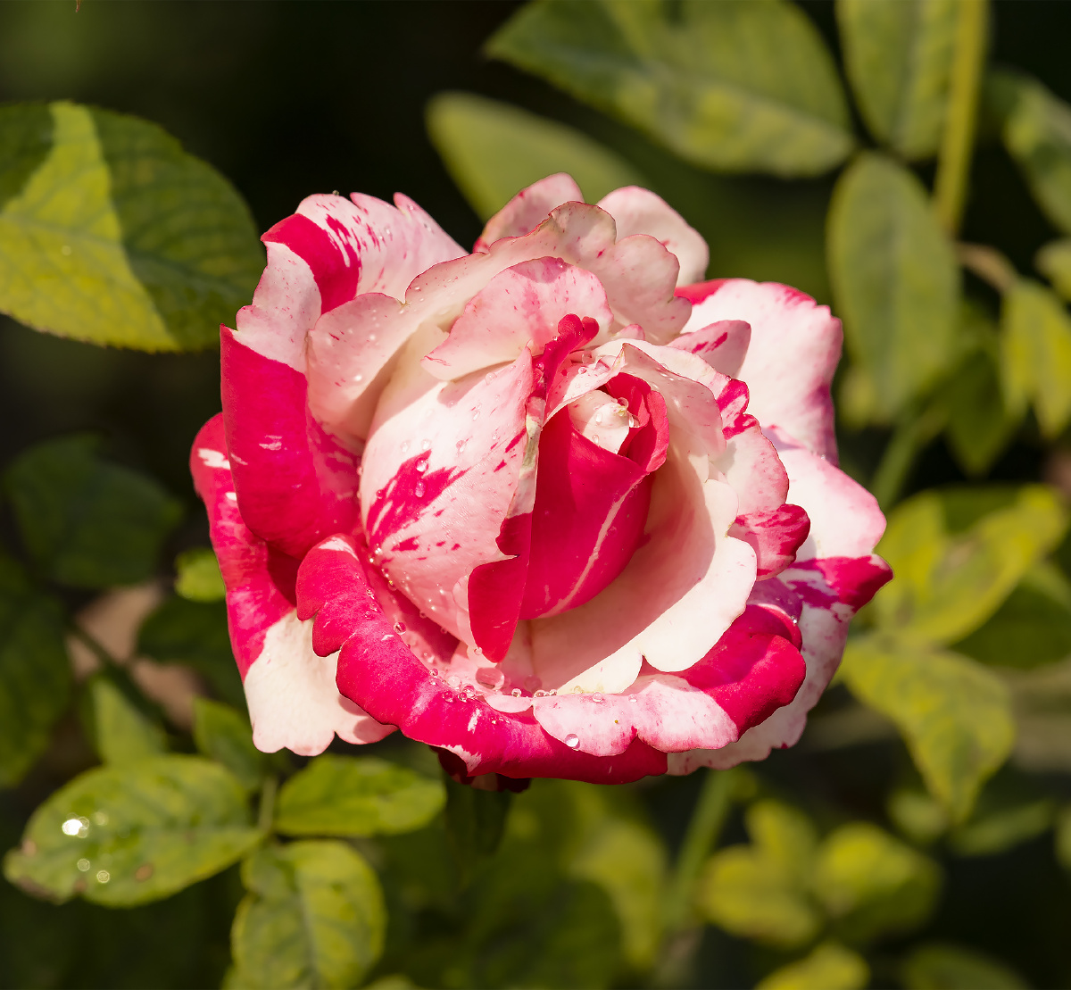 奇葩的双色月季花