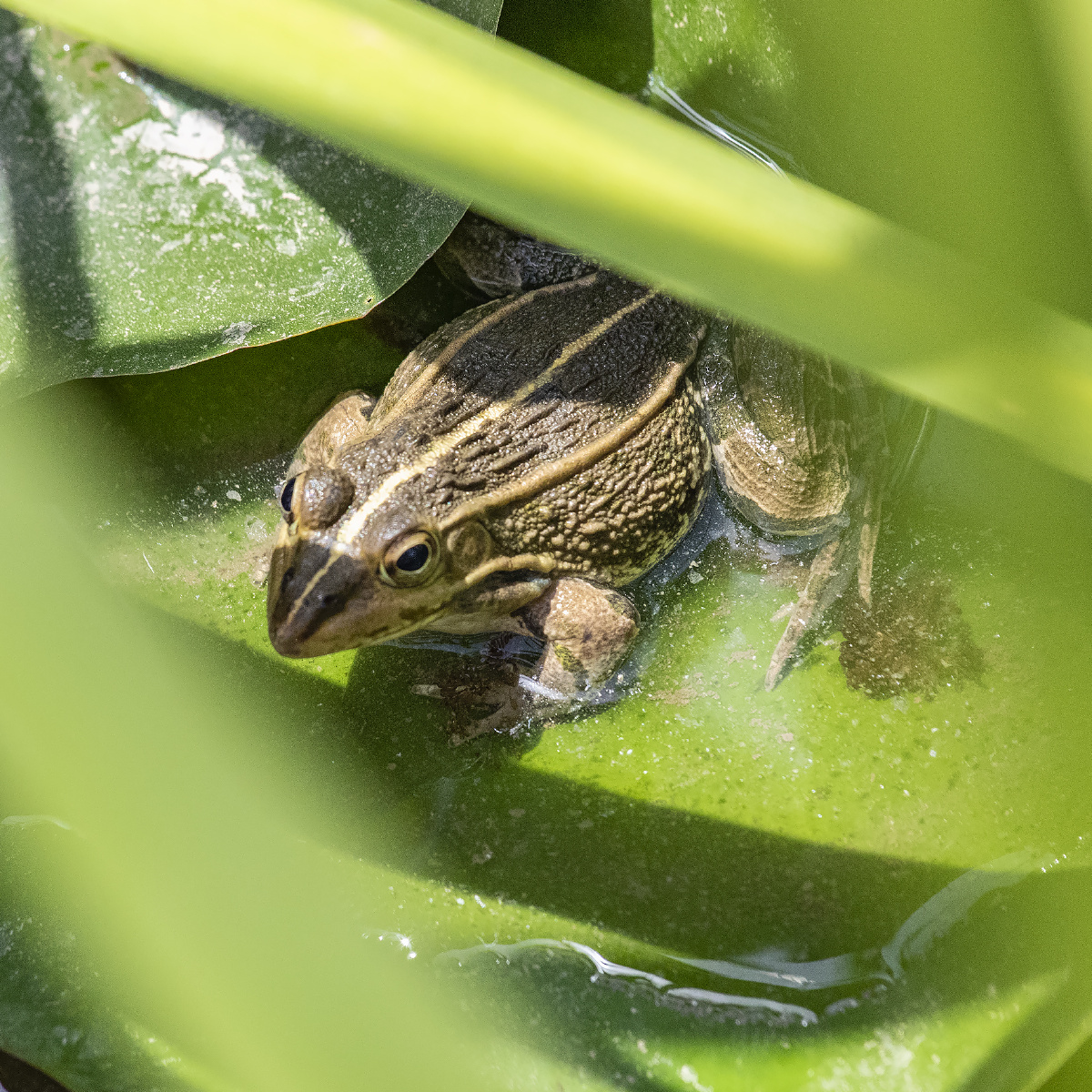 荷荫里的小蟾蜍