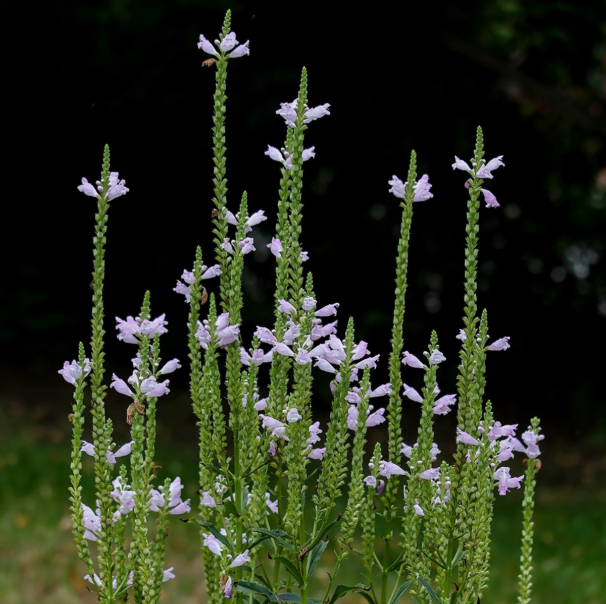 一丛伪龙头花又叫一品香