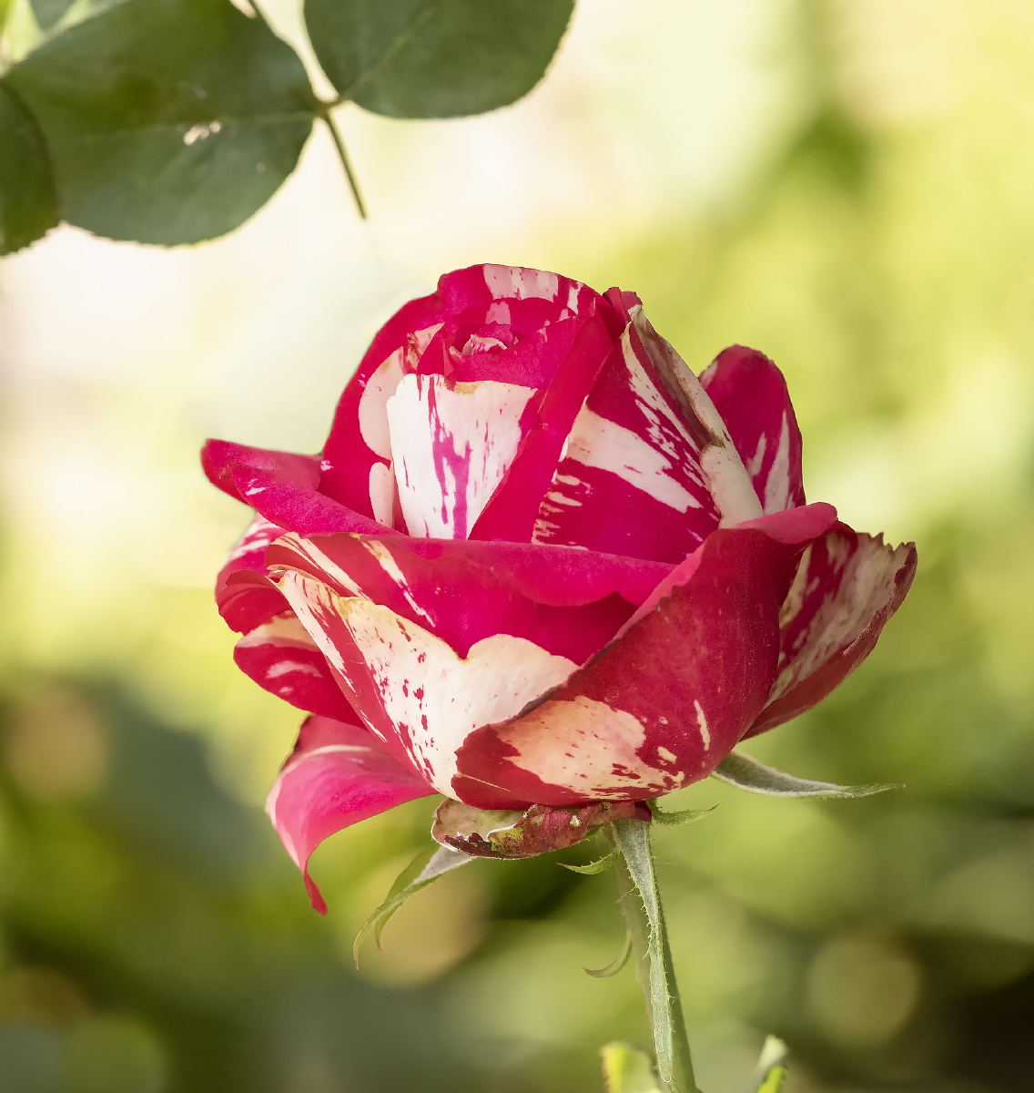 奇葩的双色月季花