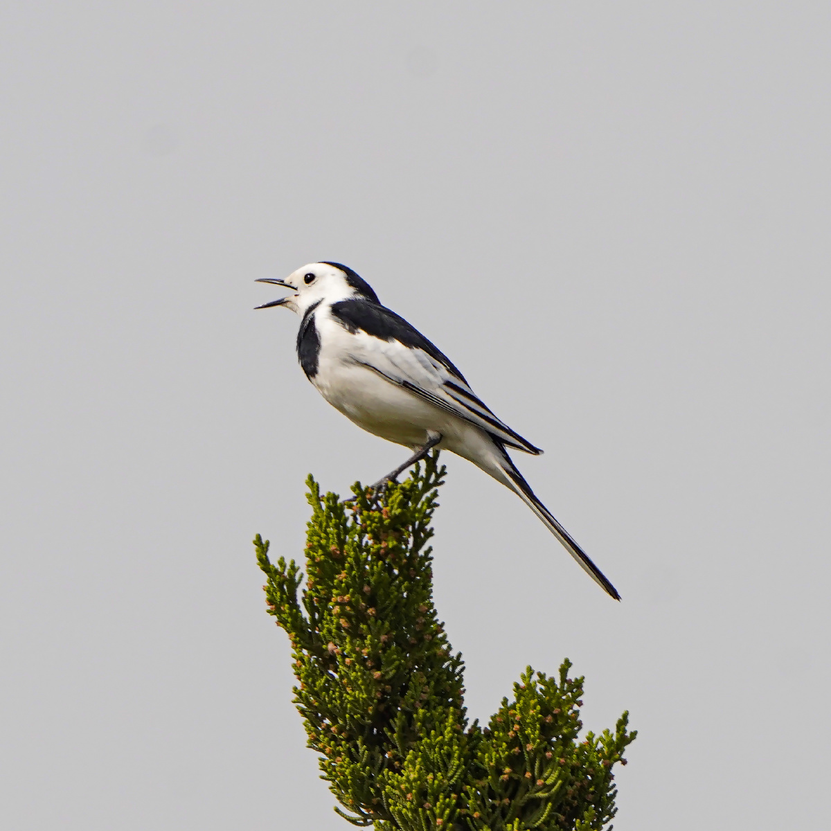 站在塔松尖上呼唤春天的白鹡鸰