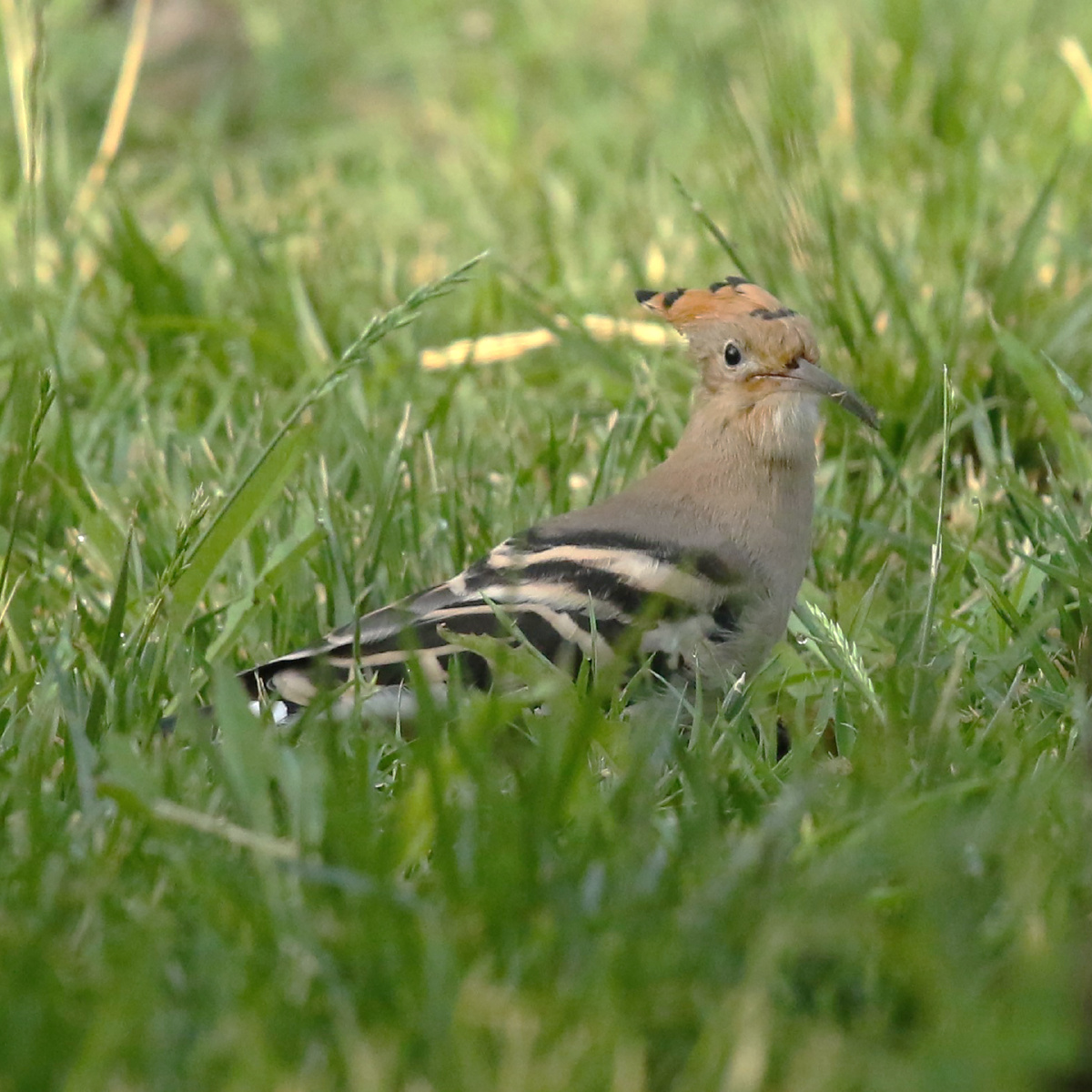鸟类摄影圈子佳能器材党山东摄影家俱乐部分享决定性瞬间火烛一花精品