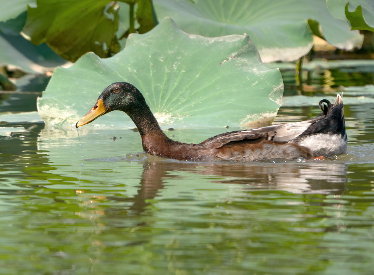 这是第一次拍到卷尾绿头鸭
