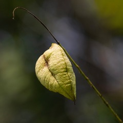 1000018293