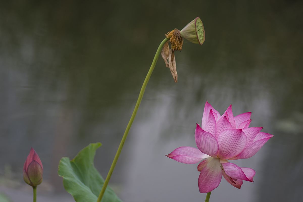 花开花落