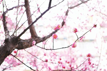 梅报新春