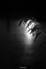 _DSF3982-3