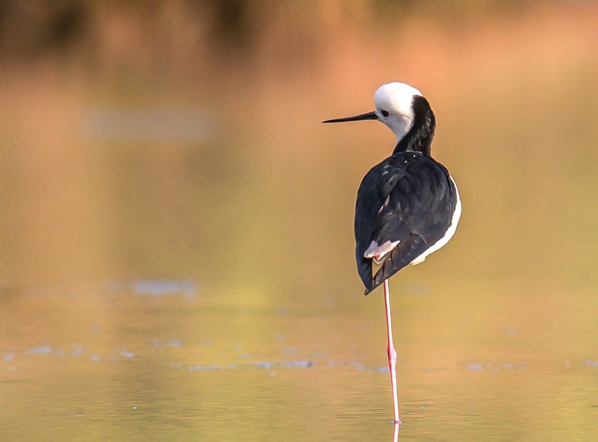 茕茕孑立形影相吊回头一眸实难相忘