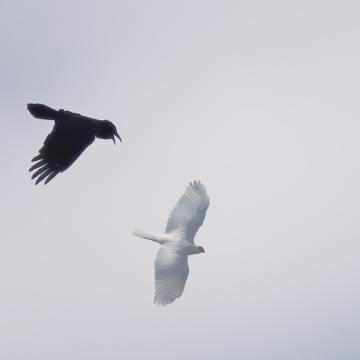 天鹅湖飞版乌鸦像强盗一样驱赶白猎鹰现实中美与丑的争斗