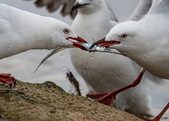 _DSC5758-1