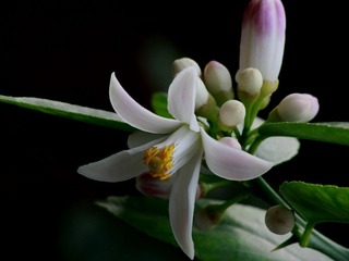 柠檬花