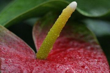 理想