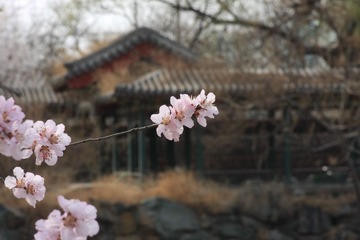 北大的春-1