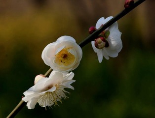 梅花-2