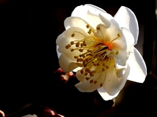 梅花