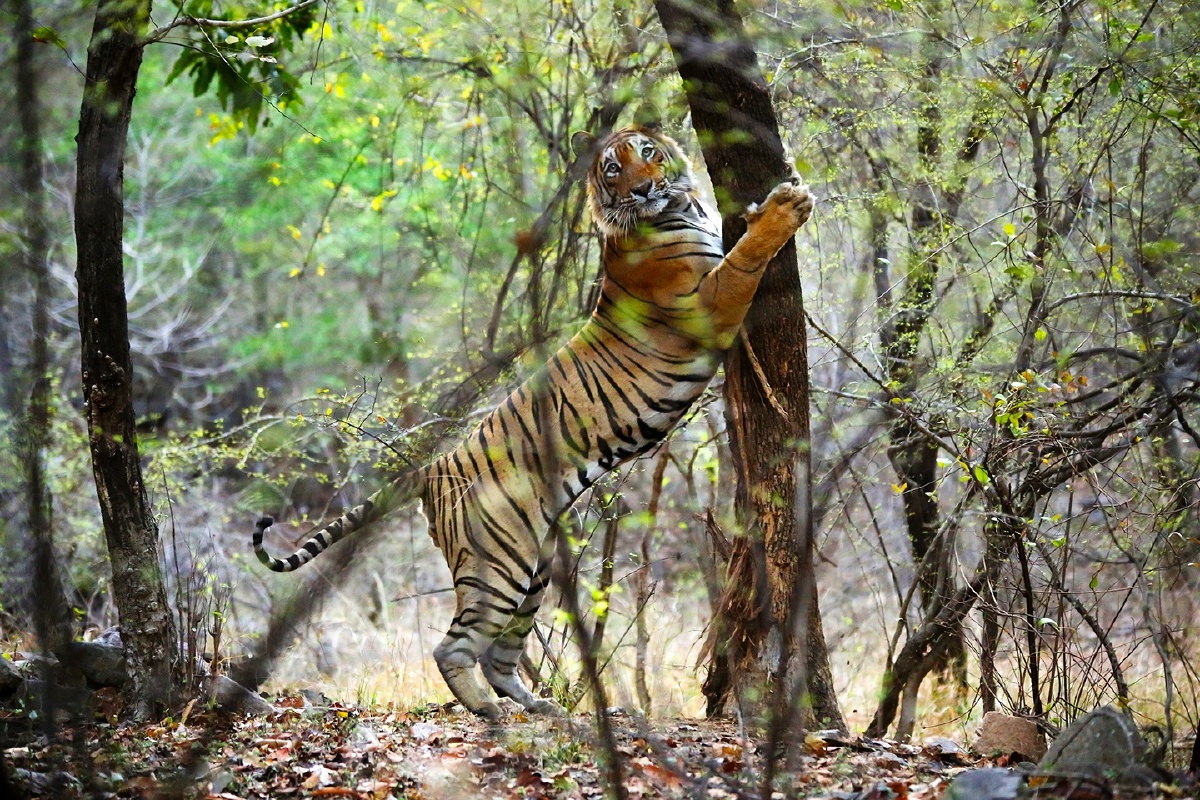 印度野生老虎保护区内,一只编号t28的野生孟加拉虎正在巡视领地,在