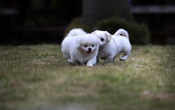 调皮狗狗3